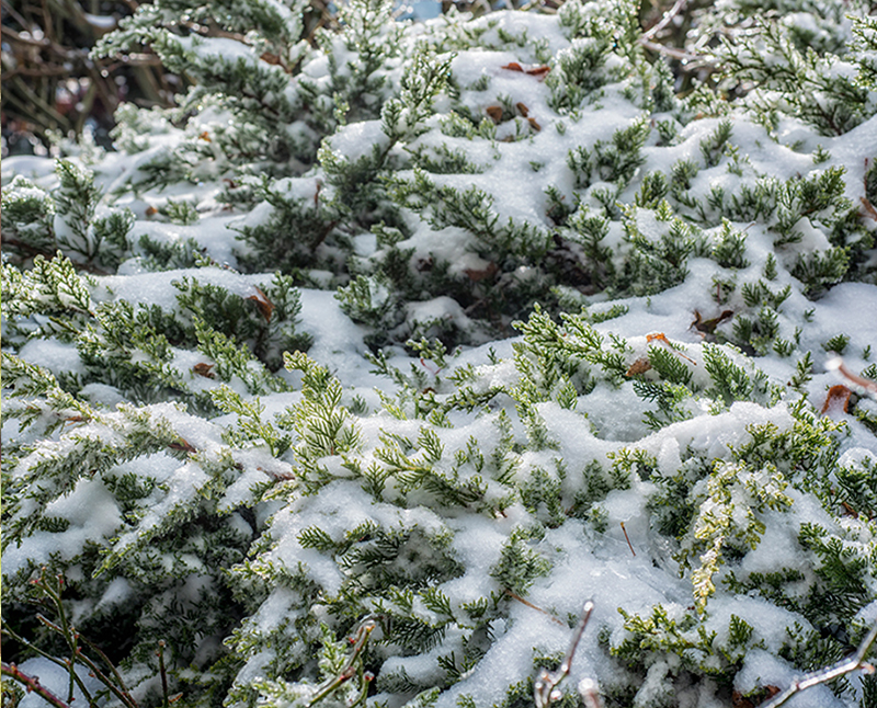 合歡西峰 下華崗